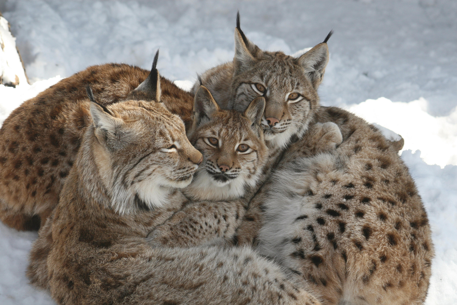 Luchse im Alpenzoo